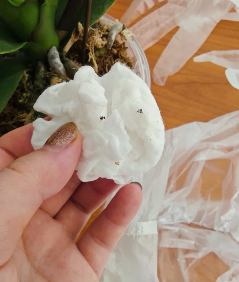 蝴蝶兰介壳虫会啃叶子吗？蝴蝶兰对付介壳虫最简单三个方法？