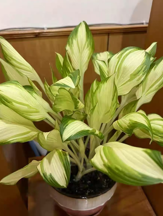 光照少也能开花！这4种耐阴花，放家里角落照样爆盆