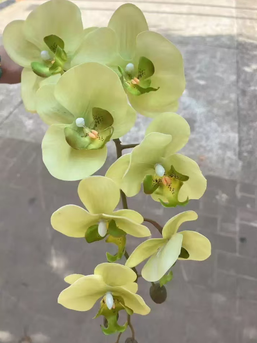 北方养蝴蝶兰和南方不一样？水苔树皮该咋选呢？