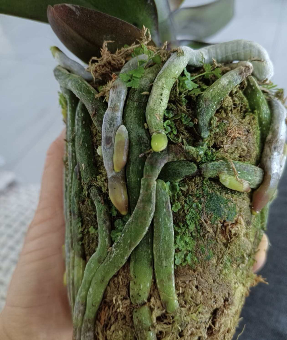 怎样挑选蝴蝶兰花苗子呢？新手如何选购蝴蝶兰花呢？