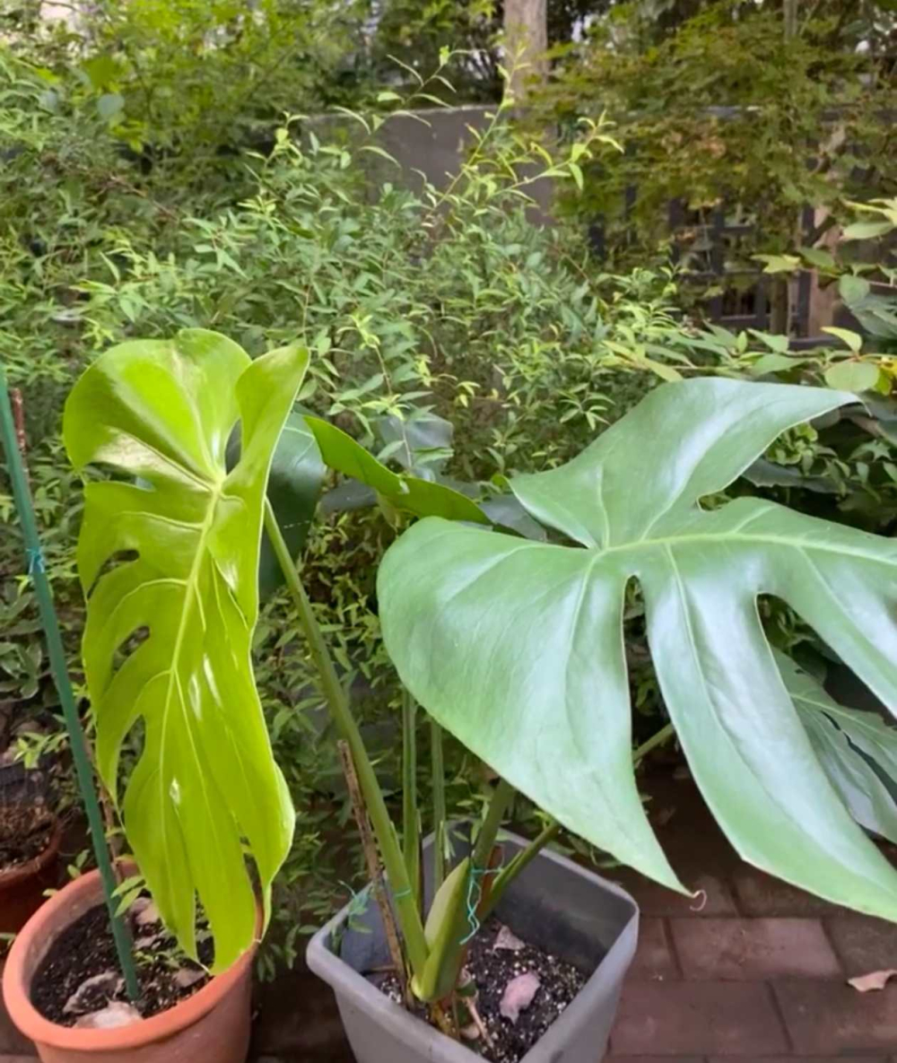 吸附灰尘的居家植物有哪些？哪些植物可以除甲醛净化空气？
