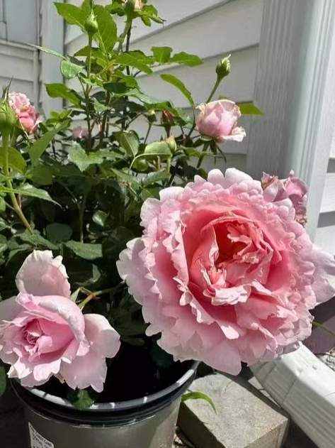 秋天养花记住这几点，轻松避坑，花比夏天还精神