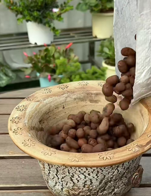 养蝴蝶兰盆底垫啥植料才对？这几种亲测好用！