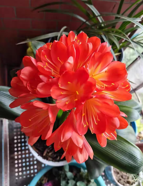 这5种花千万别多浇水！浇错就烂根，新手养花必看