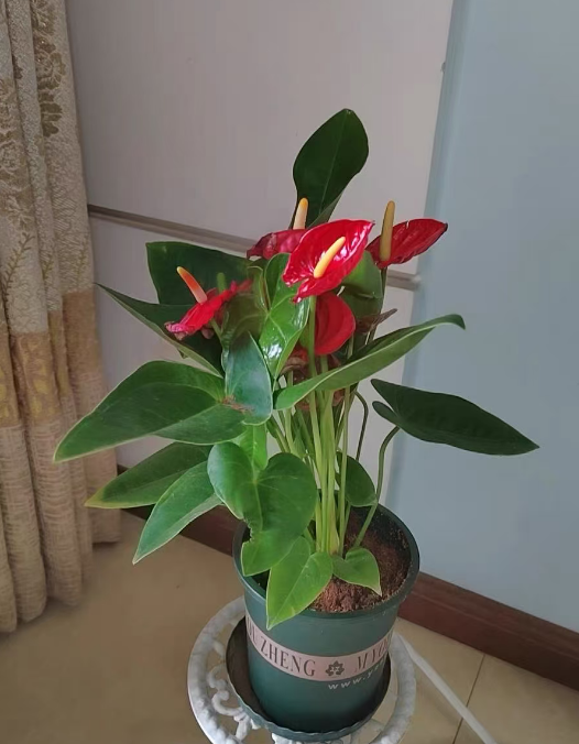 常年耐阴还开花？这三盆“神仙植物”太省心！