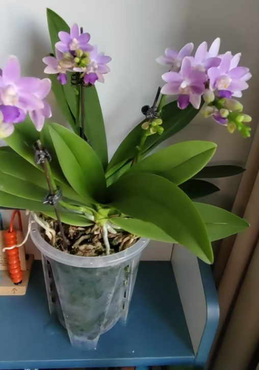 九月适合给蝴蝶兰分株吗？蝴蝶兰长小苗怎么分株？
