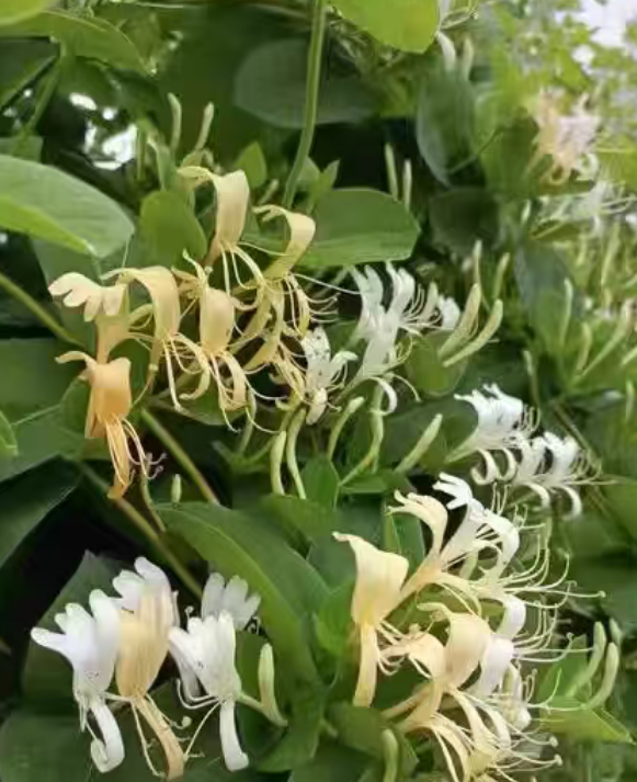 家里想养藤本植物？这4种优缺点一次说清
