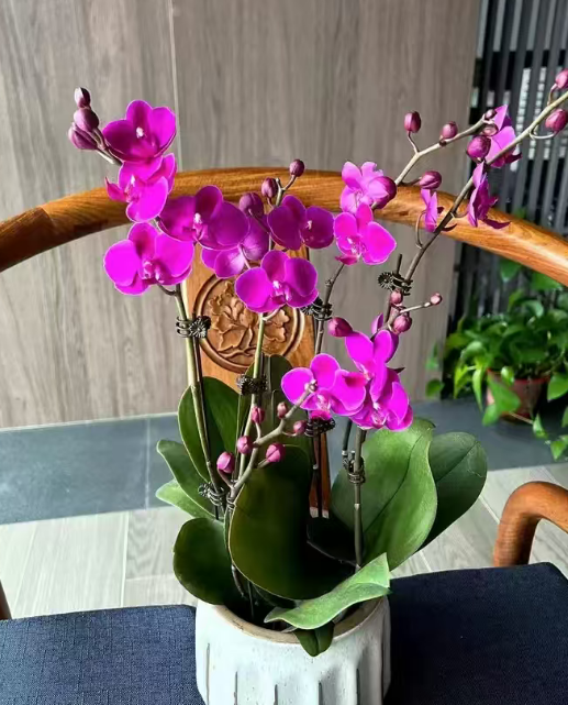 蝴蝶兰花剑总不长？这几招教你“催出”壮花剑