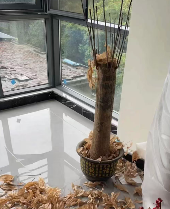 发财树叶子掉光只剩杆？别扔！这样救大概率能活
