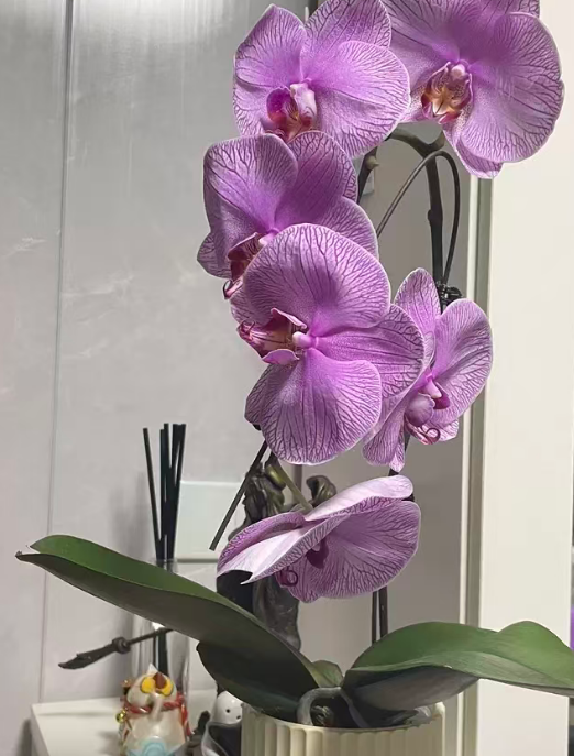 想让蝴蝶兰叶子厚得像涂了层蜡？这几件“小事”做好就行！