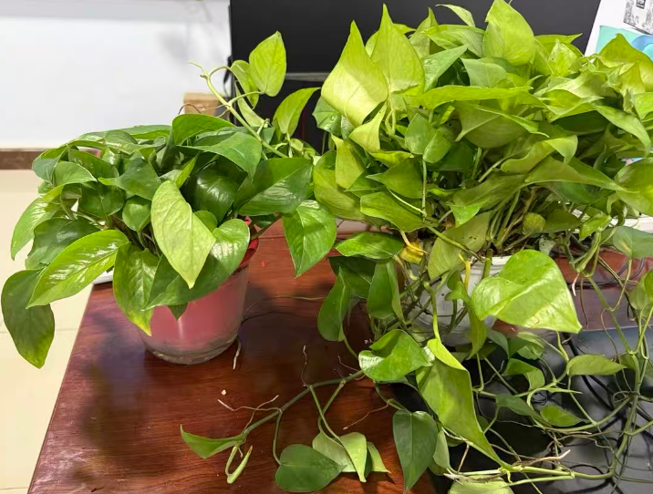 阳台向东适合养什么植物？这10种花晒不死还爆盆！