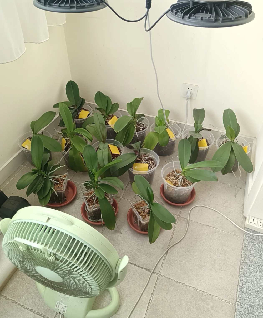 刚到家的蝴蝶兰需要缓苗多久？蝴蝶兰缓苗期的正确方法？