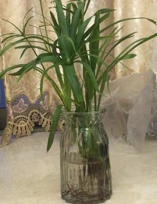 这三种水培植物养不死还超有范儿 ，优缺点全说透