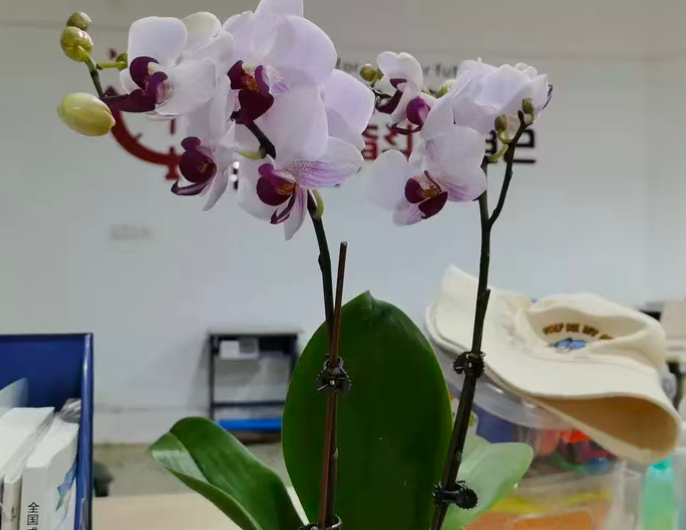 国庆长假出门，家里的蝴蝶兰怎么办？这份"托花指南"请收好！