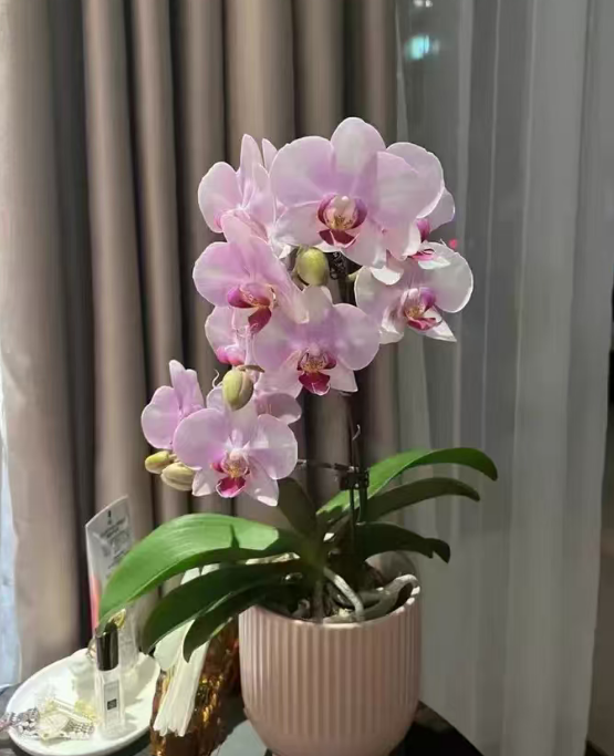 蝴蝶兰浇水太多烂根了？教你几个急救妙招