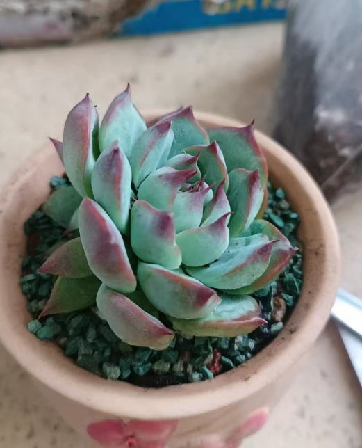 东阳台养花避坑指南：这几种植物千万别碰，养一盆死一盆！