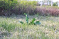 多年生恶性杂草如何治理：恶性杂草如何治理之杂草治理方法