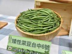 外销蔬果的潜力股，台湾矮性菜豆台中6号于高屏区试种