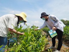 大叶大学境外生採茶制茶 体验台湾茶文化