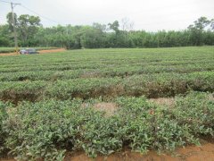 改种有机茶成典范 父子传承永续土地