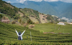 海拔2000公尺的「森林茶园」 高山茶席上品茶最满足