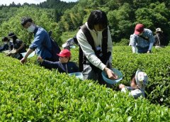 怡明茶园制茶师林玉萍 传承好味道